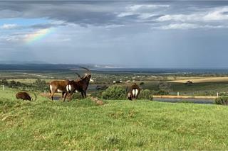 Commercial Property for Sale in Kabeljauws Eastern Cape